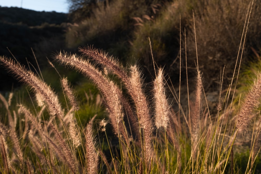 a field of tall grass with a hill in the background