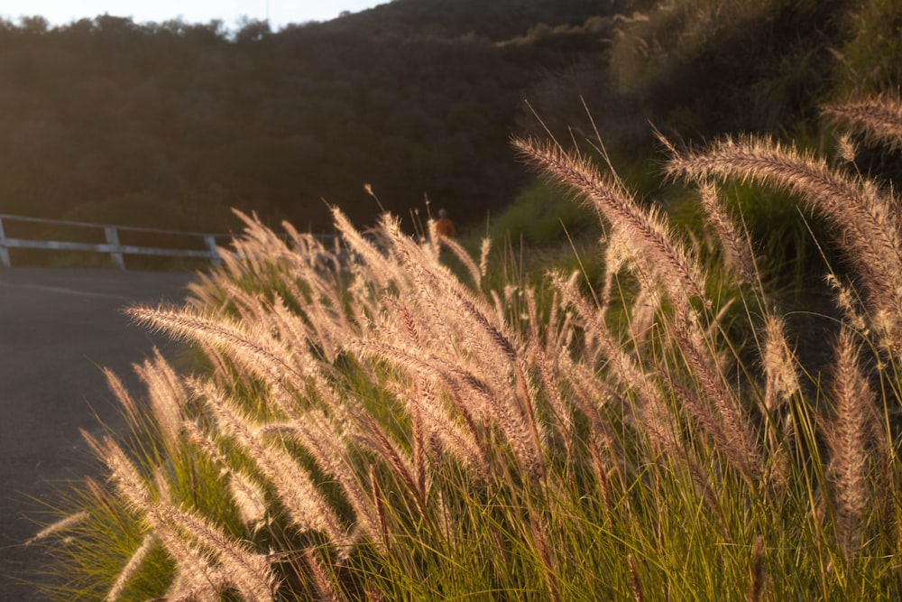 a field of tall grass next to a road