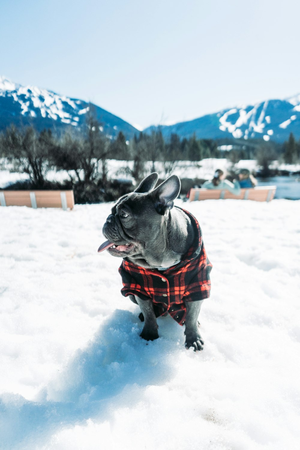 a small dog wearing a plaid shirt in the snow