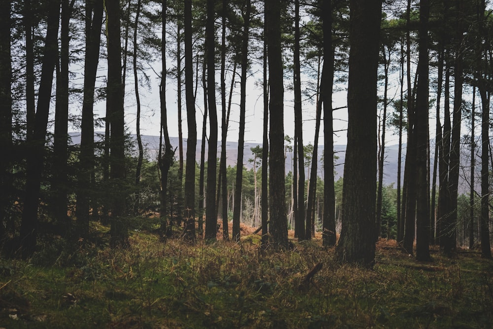 a forest filled with lots of tall trees