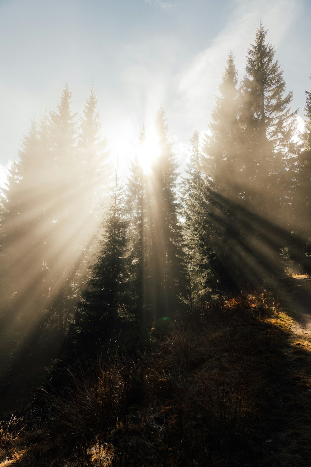 the sun is shining through the trees in the forest