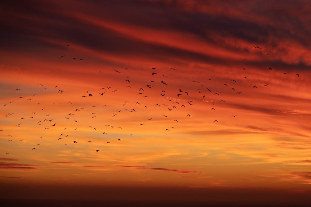 Une volée d’oiseaux volant dans le ciel au coucher du soleil