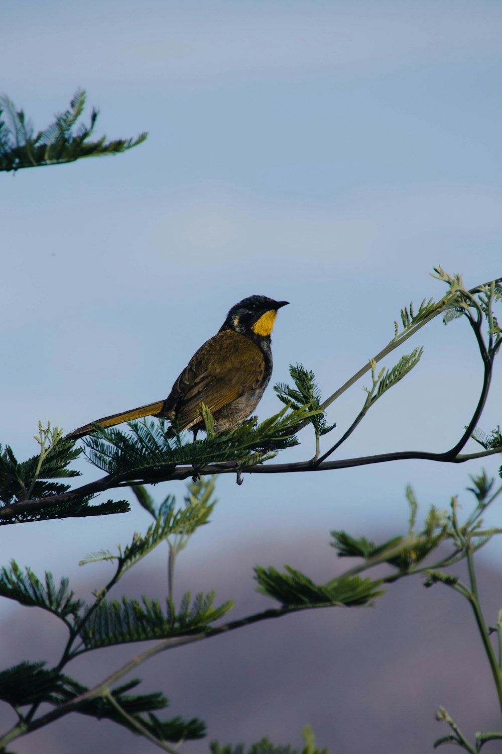 a small bird perched on top of a tree branch