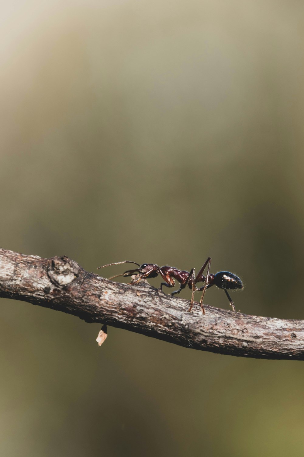 a couple of ants standing on top of a tree branch