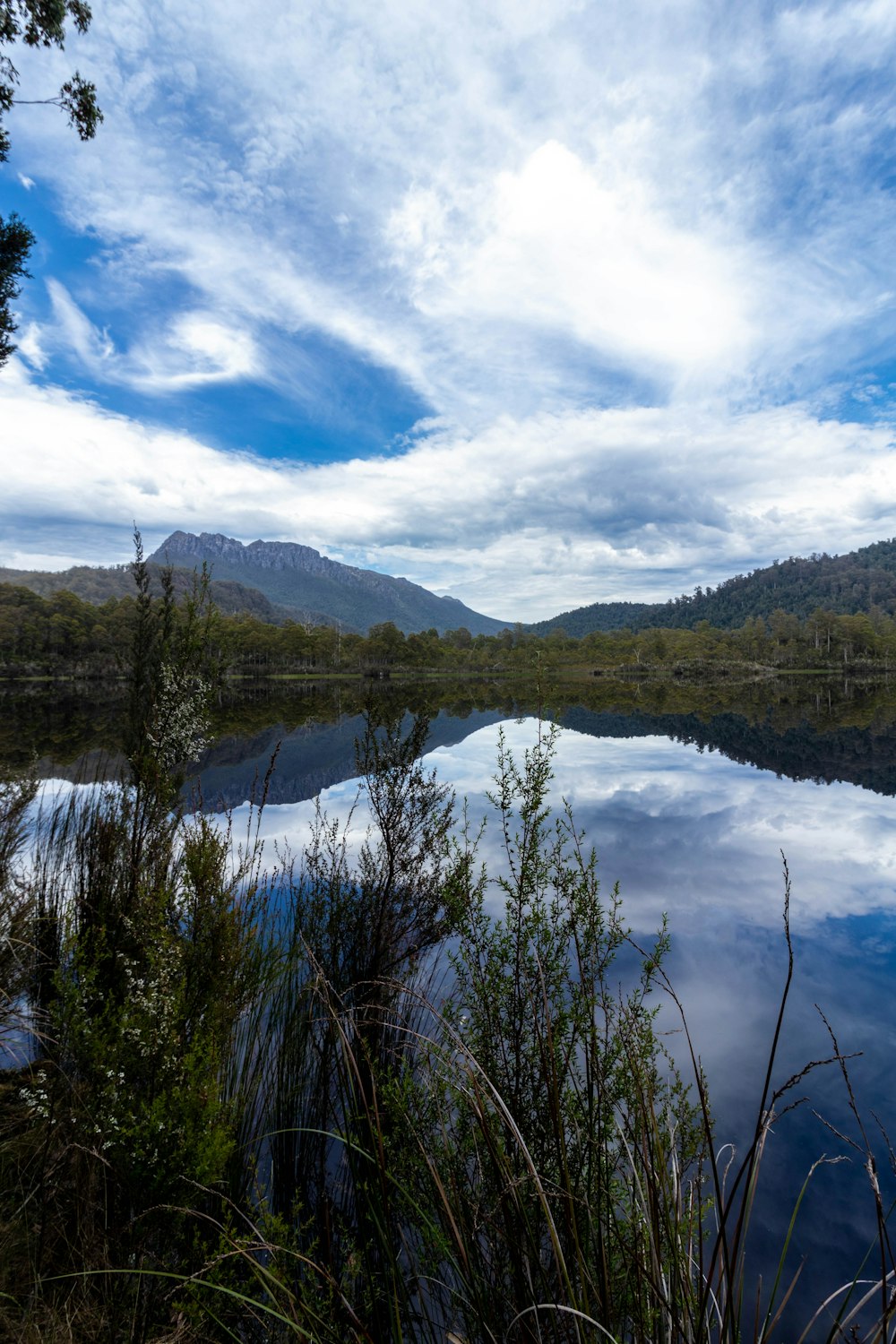 un cuerpo de agua rodeado por un bosque