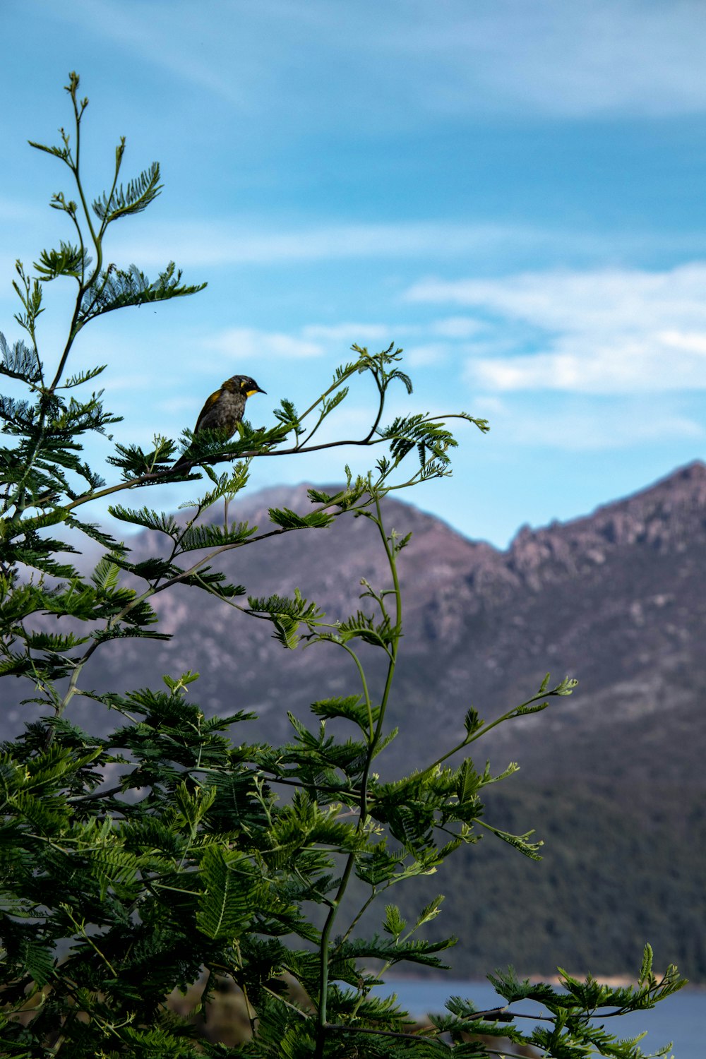 Un pequeño pájaro encaramado en la cima de un árbol verde
