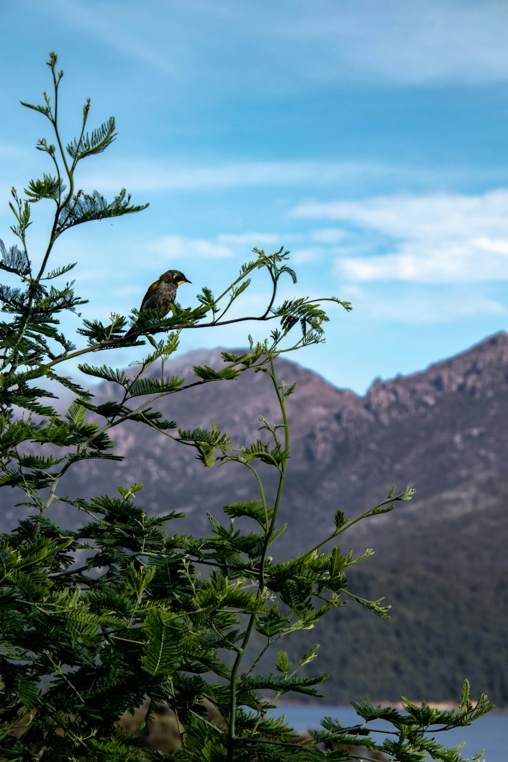 a small bird perched on top of a green tree