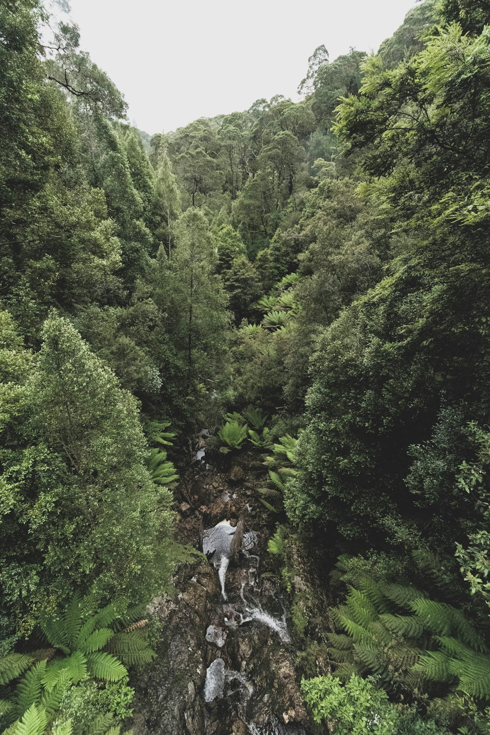 a stream running through a lush green forest