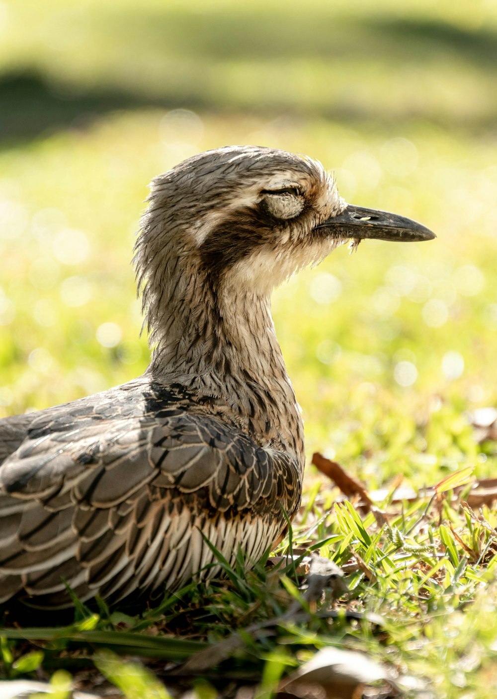 a close up of a bird in the grass