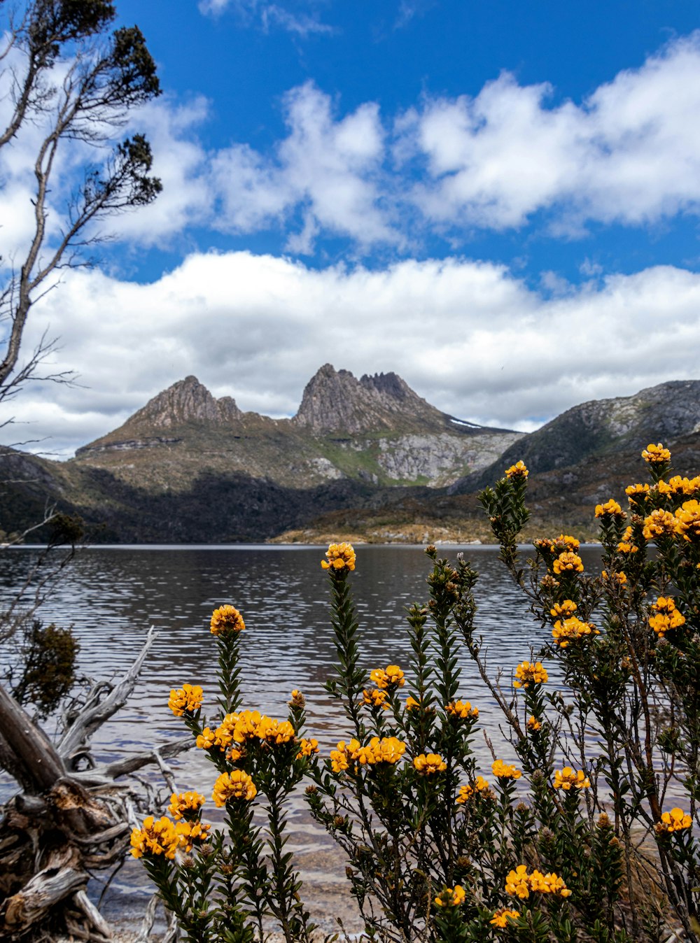 a lake surrounded by mountains and yellow flowers