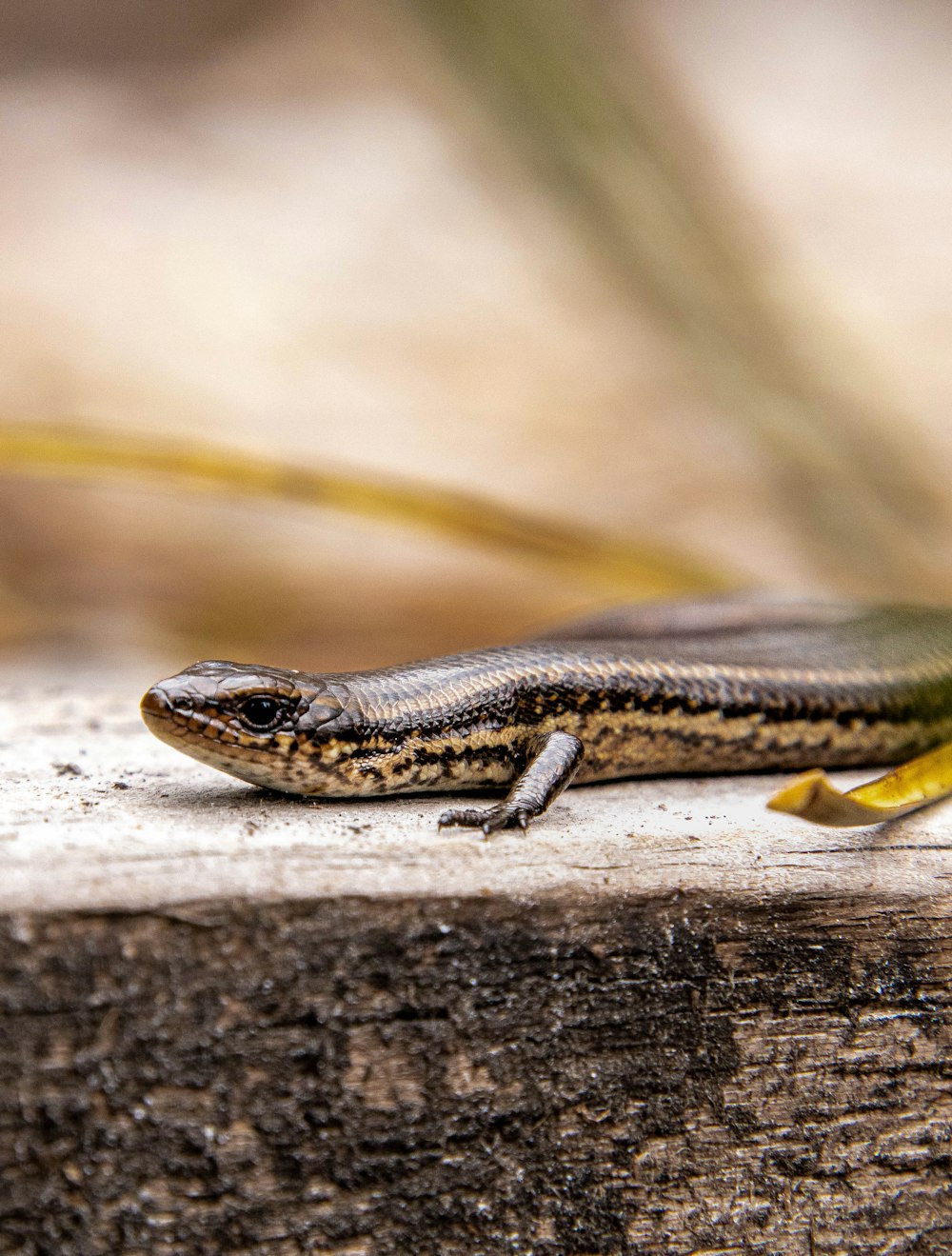 Un primer plano de un lagarto sobre una superficie de madera