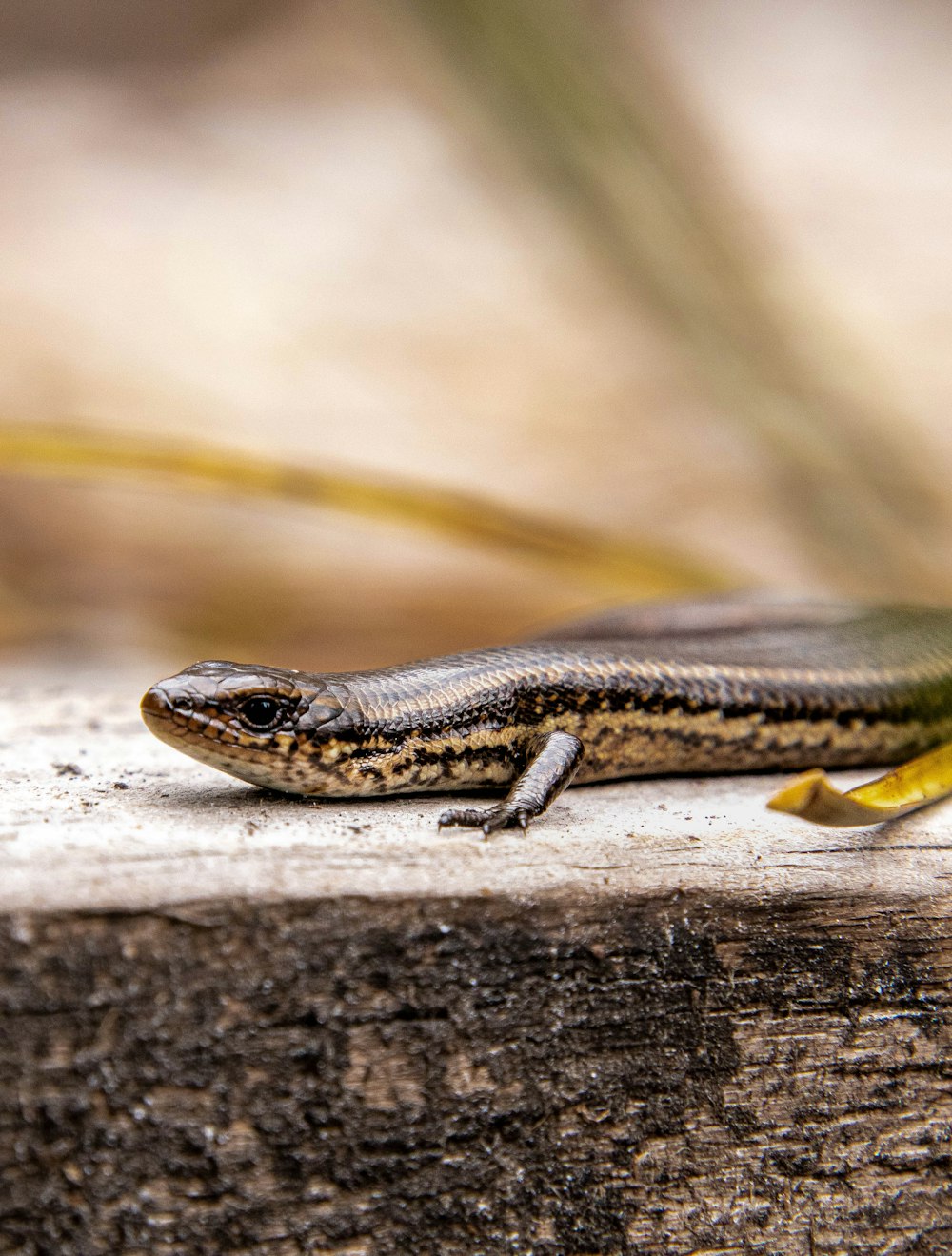 a close up of a lizard on a wooden surface