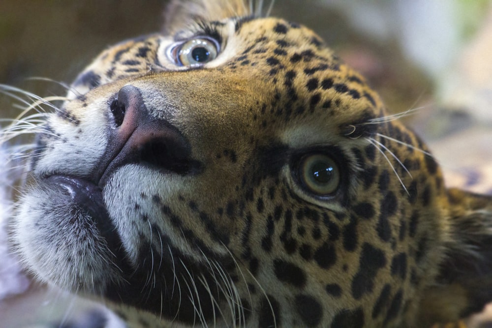 Eine Nahaufnahme des Gesichts eines Leoparden mit verschwommenem Hintergrund