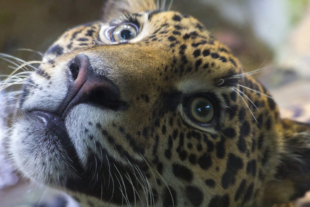 a close up of a leopard's face with a blurry background