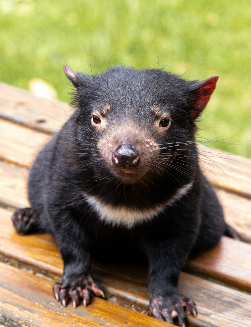 a small black animal sitting on top of a wooden bench