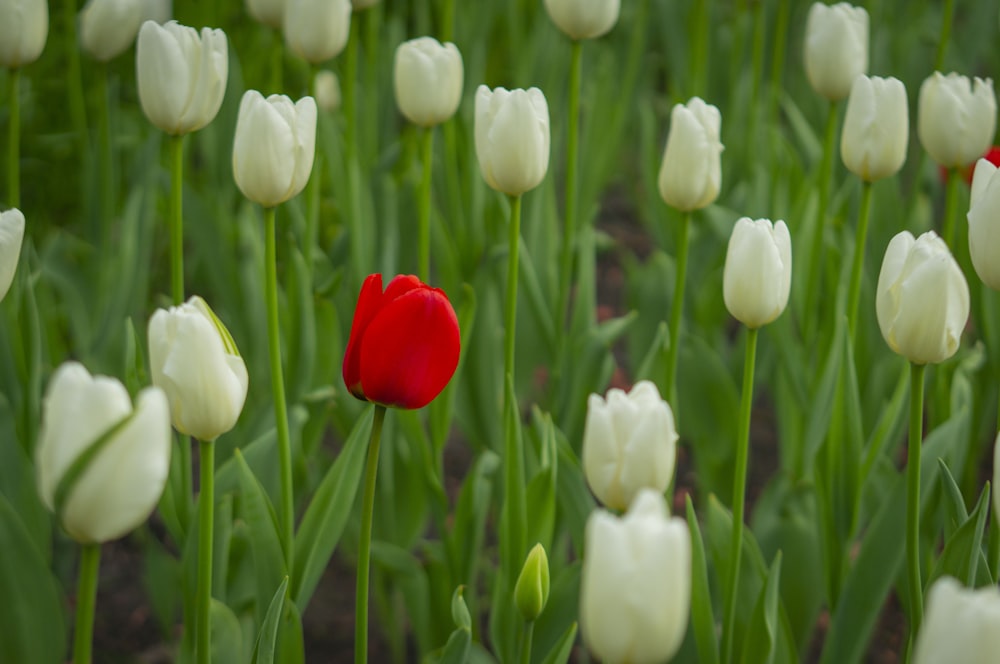 a red and white tulip in a field of white tulips