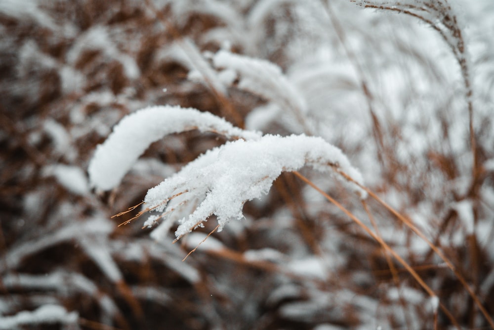 a close up of a plant with snow on it