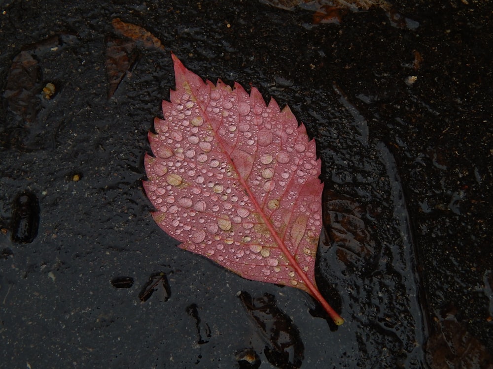 a leaf that is laying on the ground