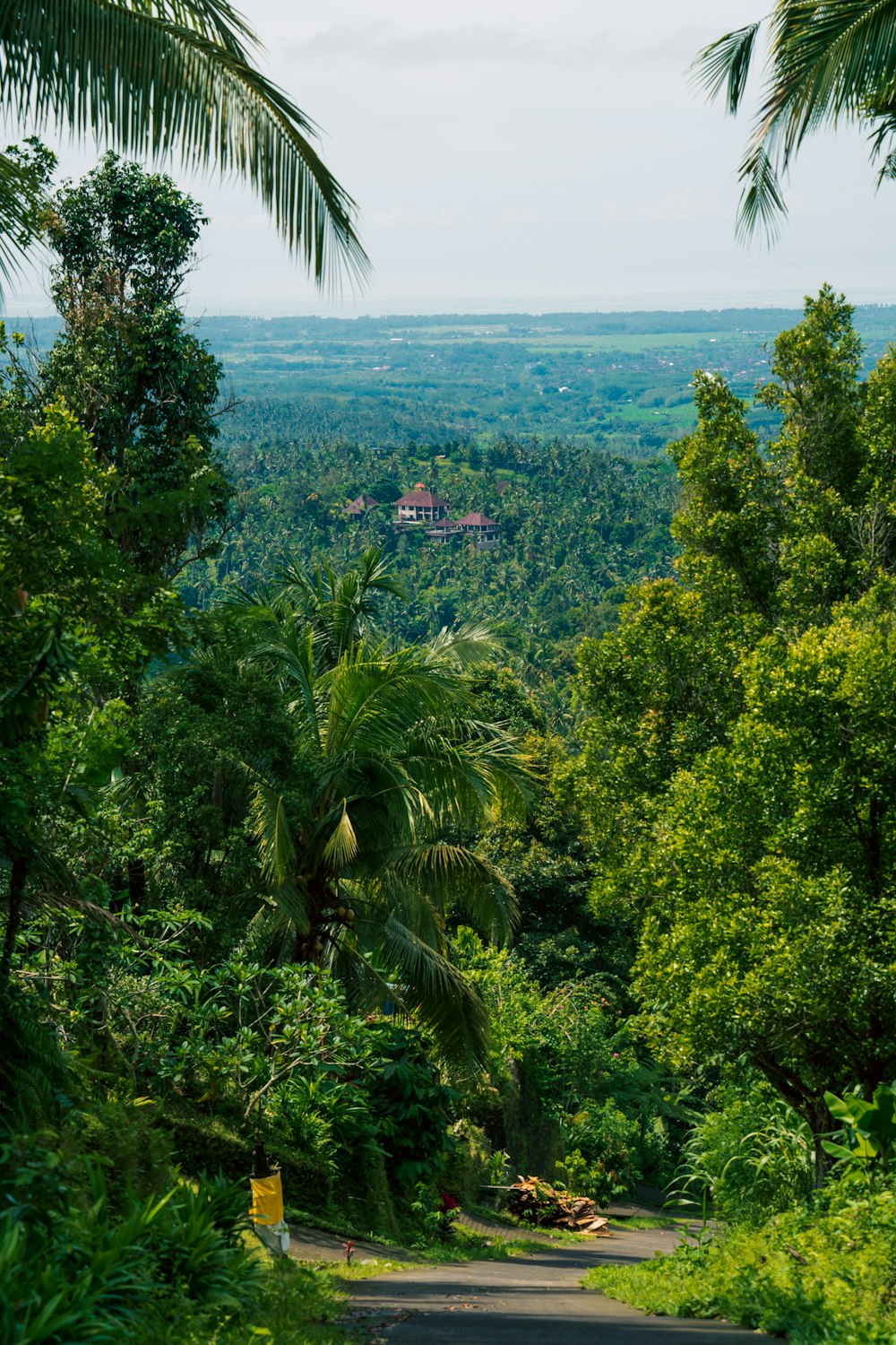 a road in the middle of a lush green forest