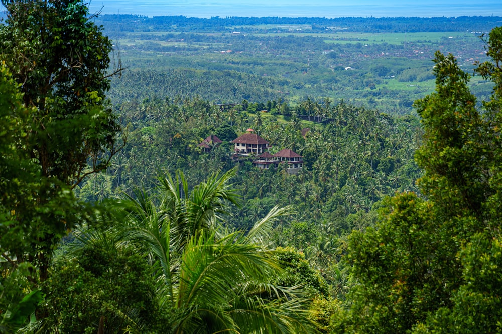 a house in the middle of a lush green forest