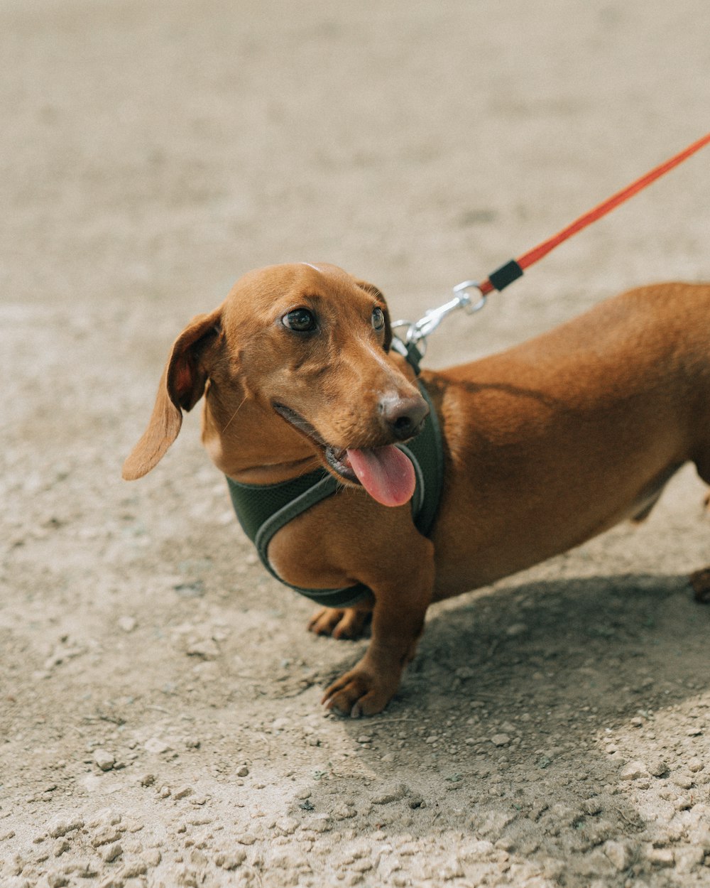 a small brown dog with a leash on it's neck