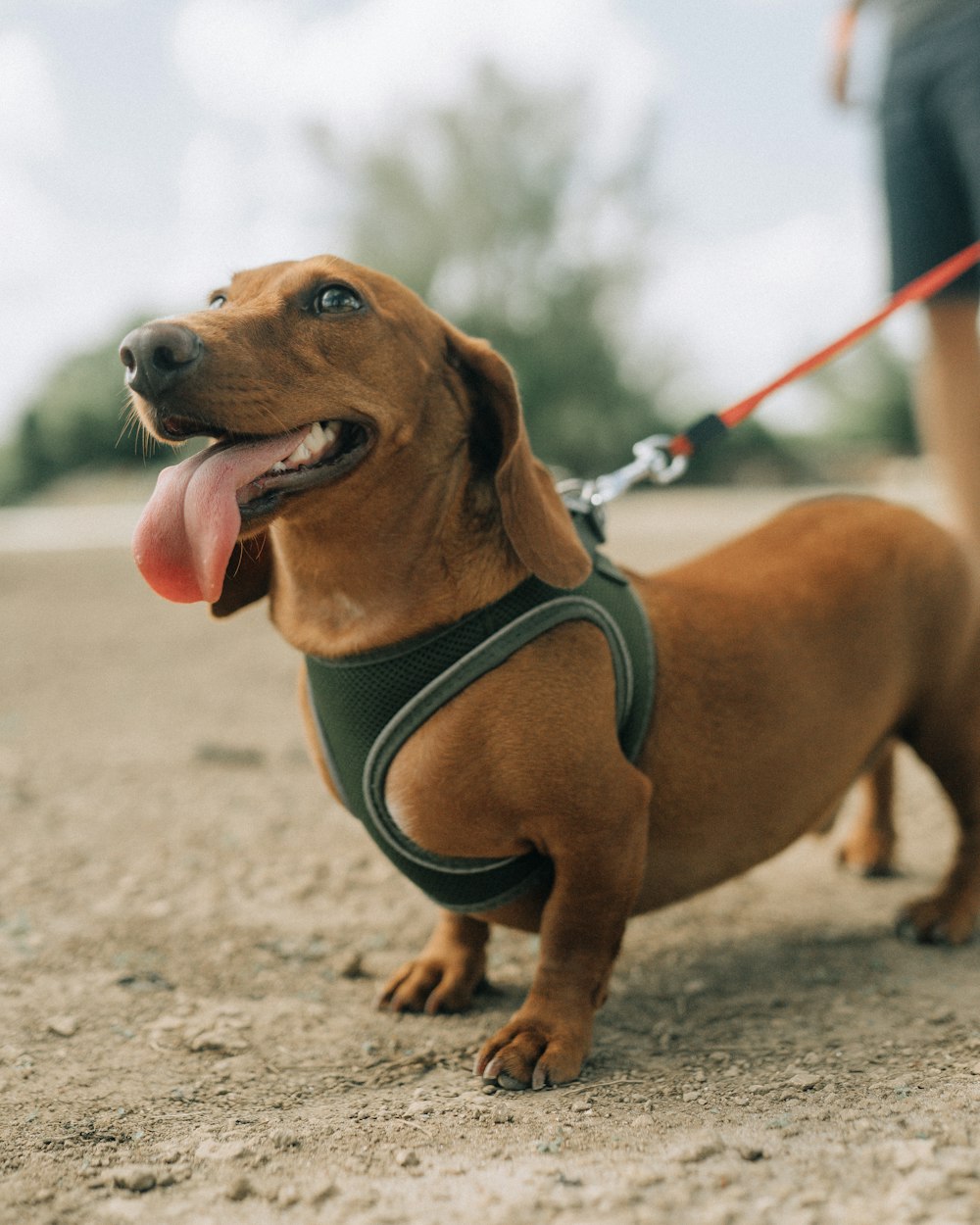 a brown dog wearing a green harness on a leash