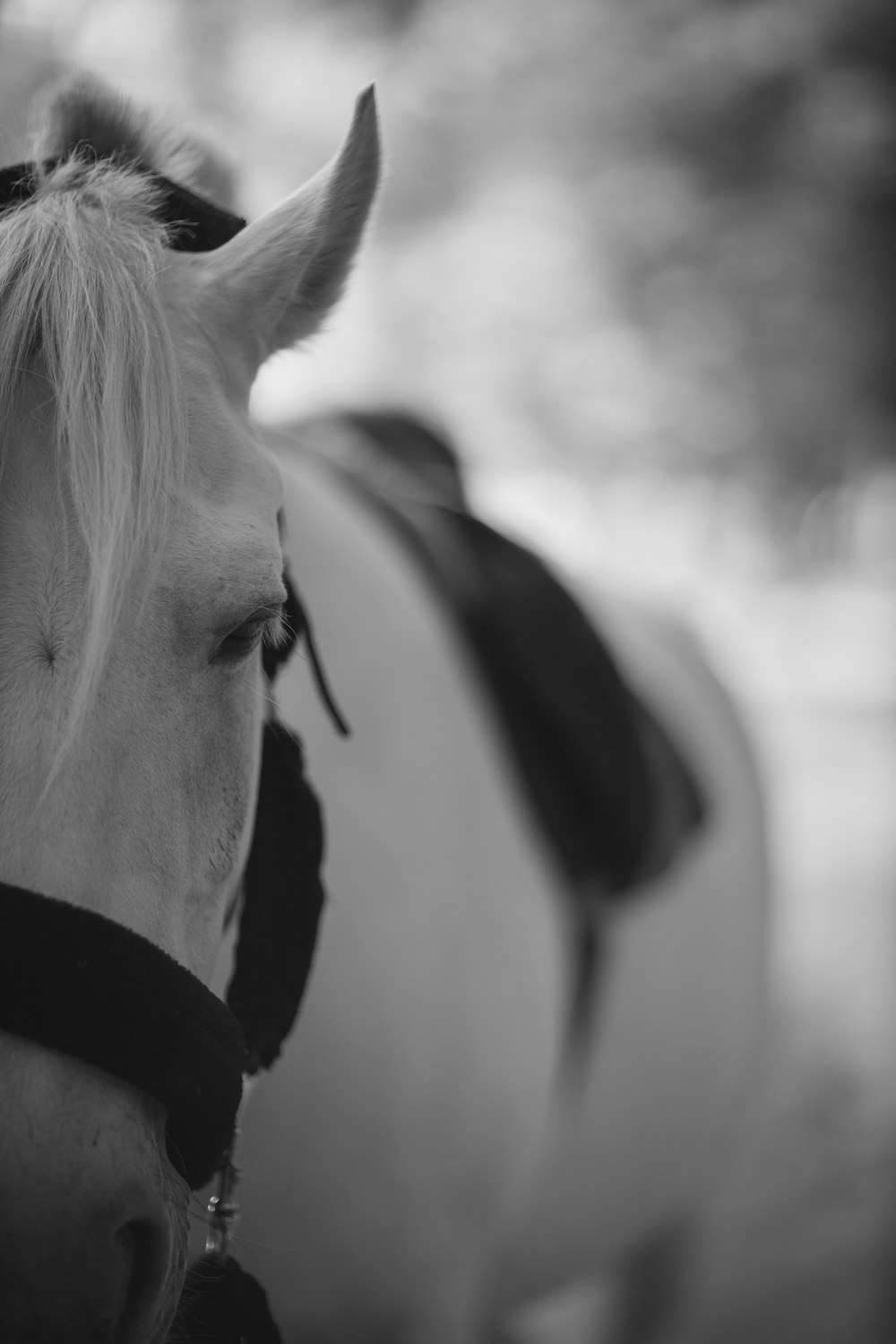 a black and white photo of a horse