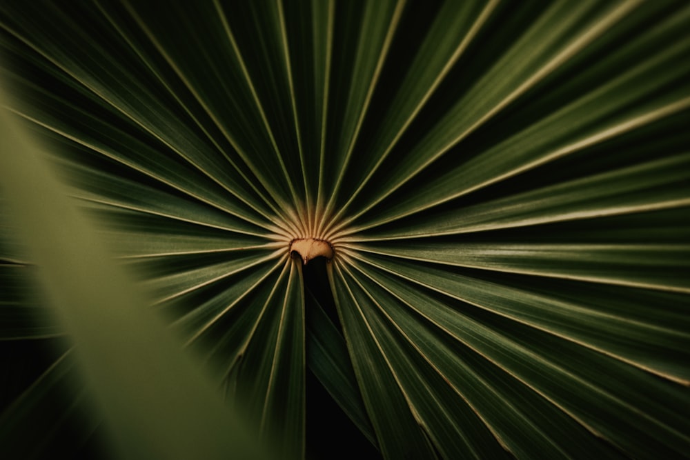 un primo piano di una grande foglia verde