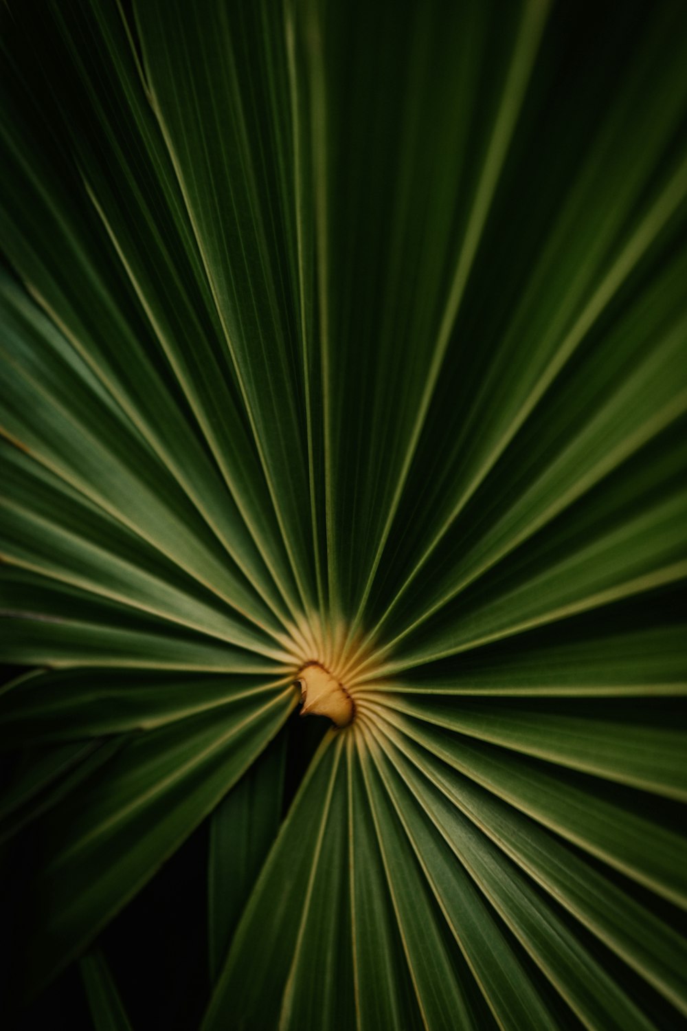 un primo piano di una grande foglia verde