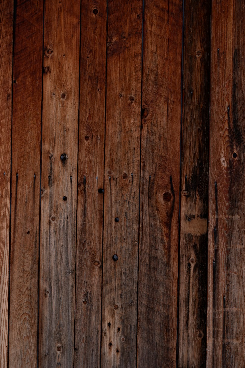 a sheep standing in front of a wooden wall