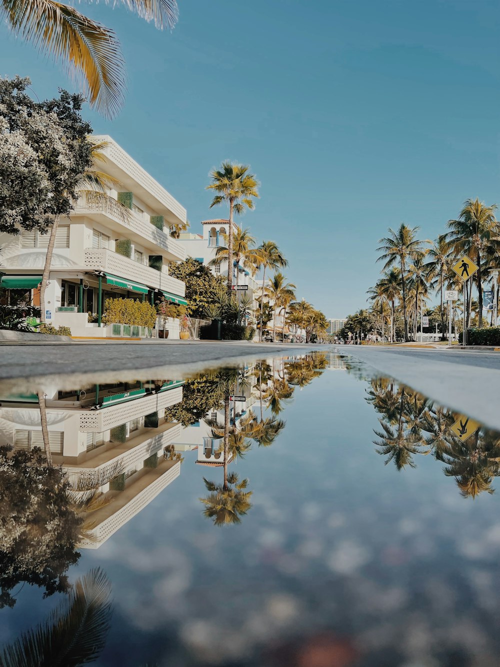 a reflection of palm trees in a pool of water