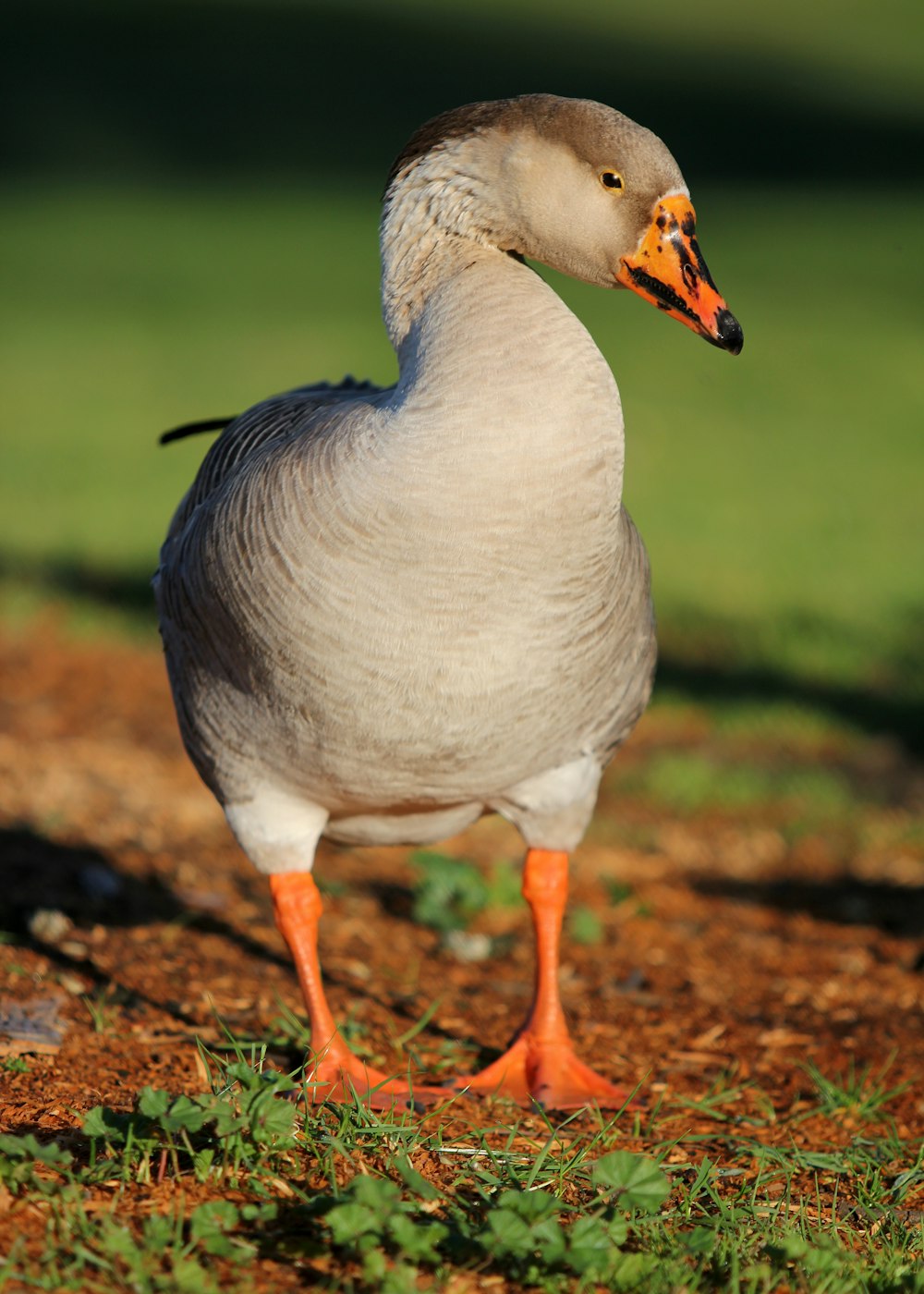 a duck standing on a patch of grass