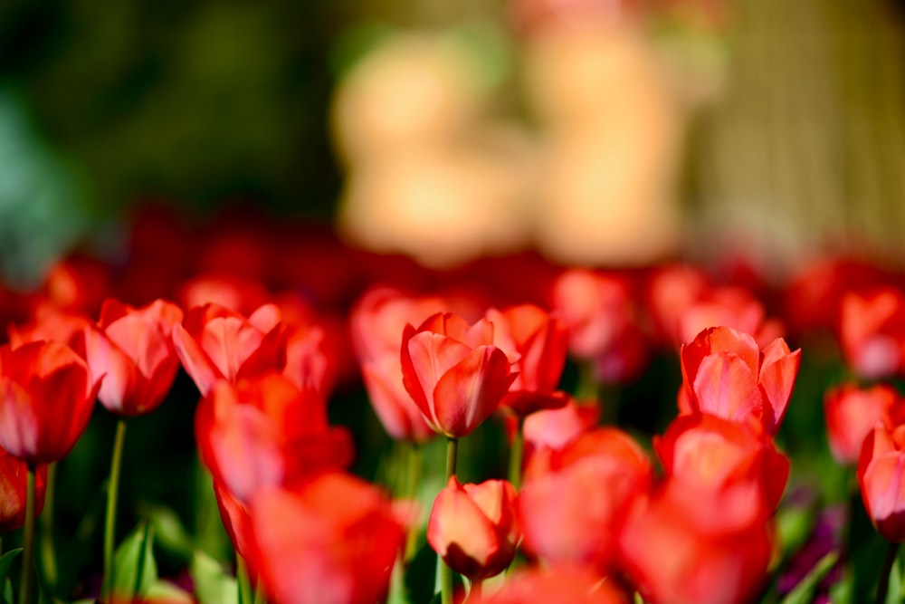 a field of red flowers with a blurry background