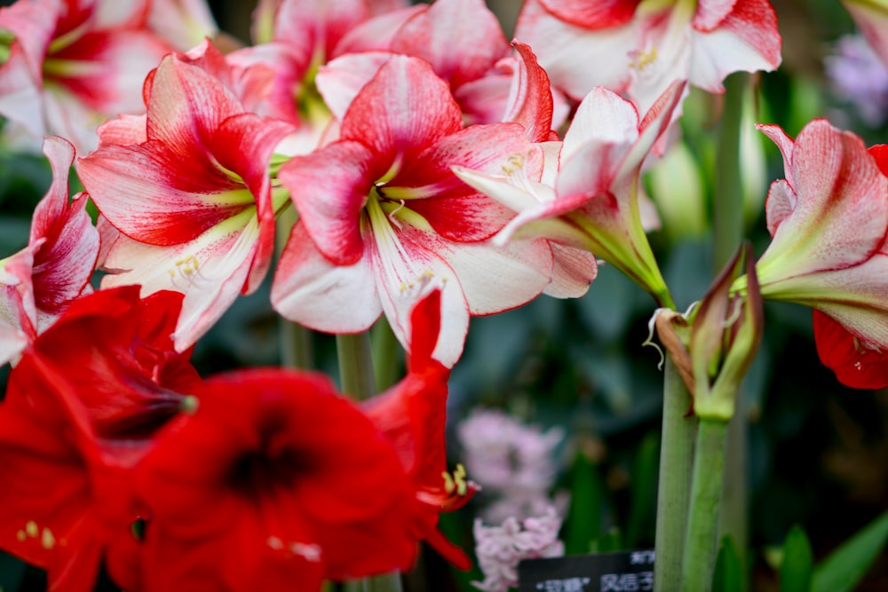 a bunch of red and white flowers in a garden