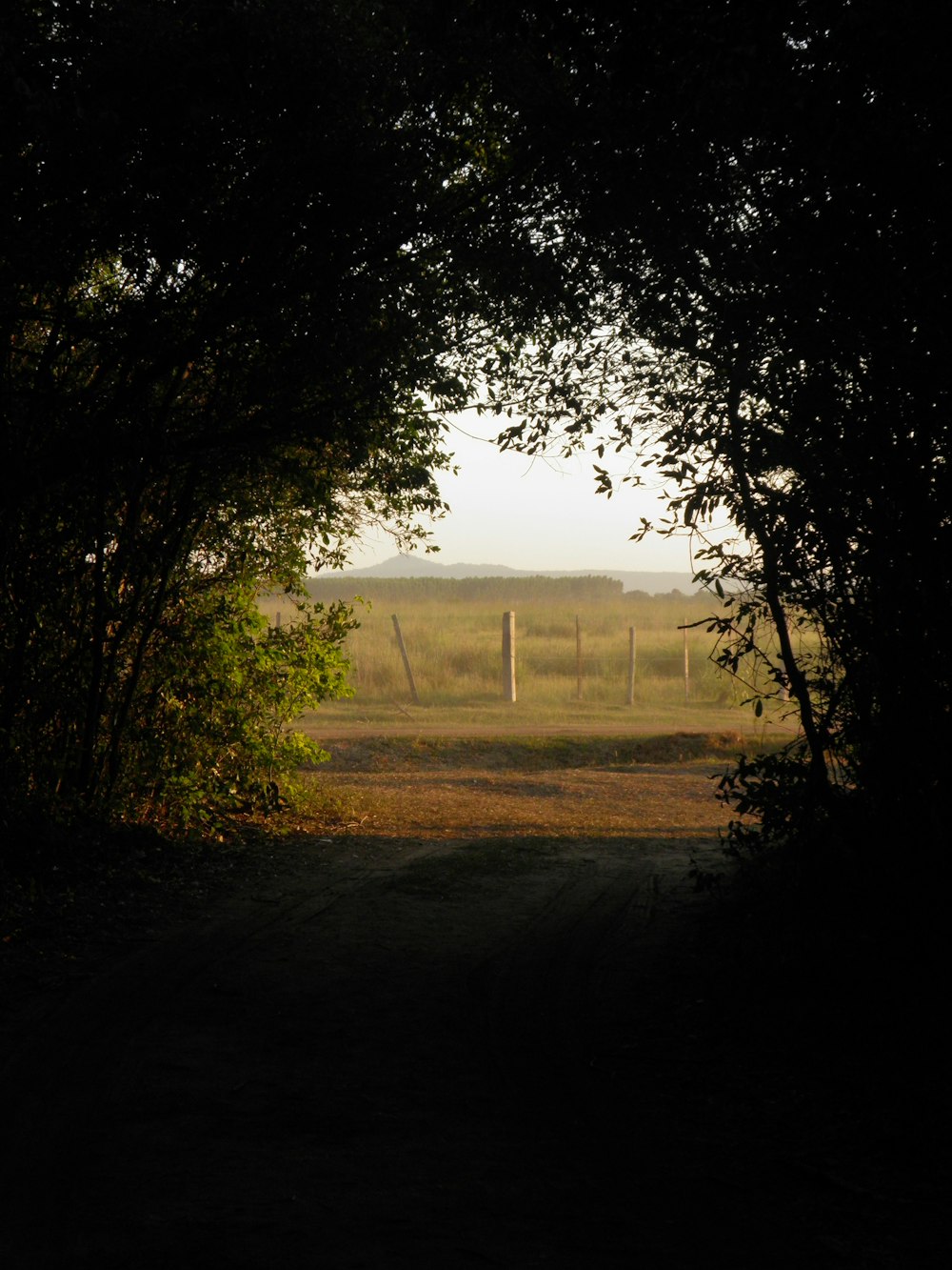 a view of a field through some trees