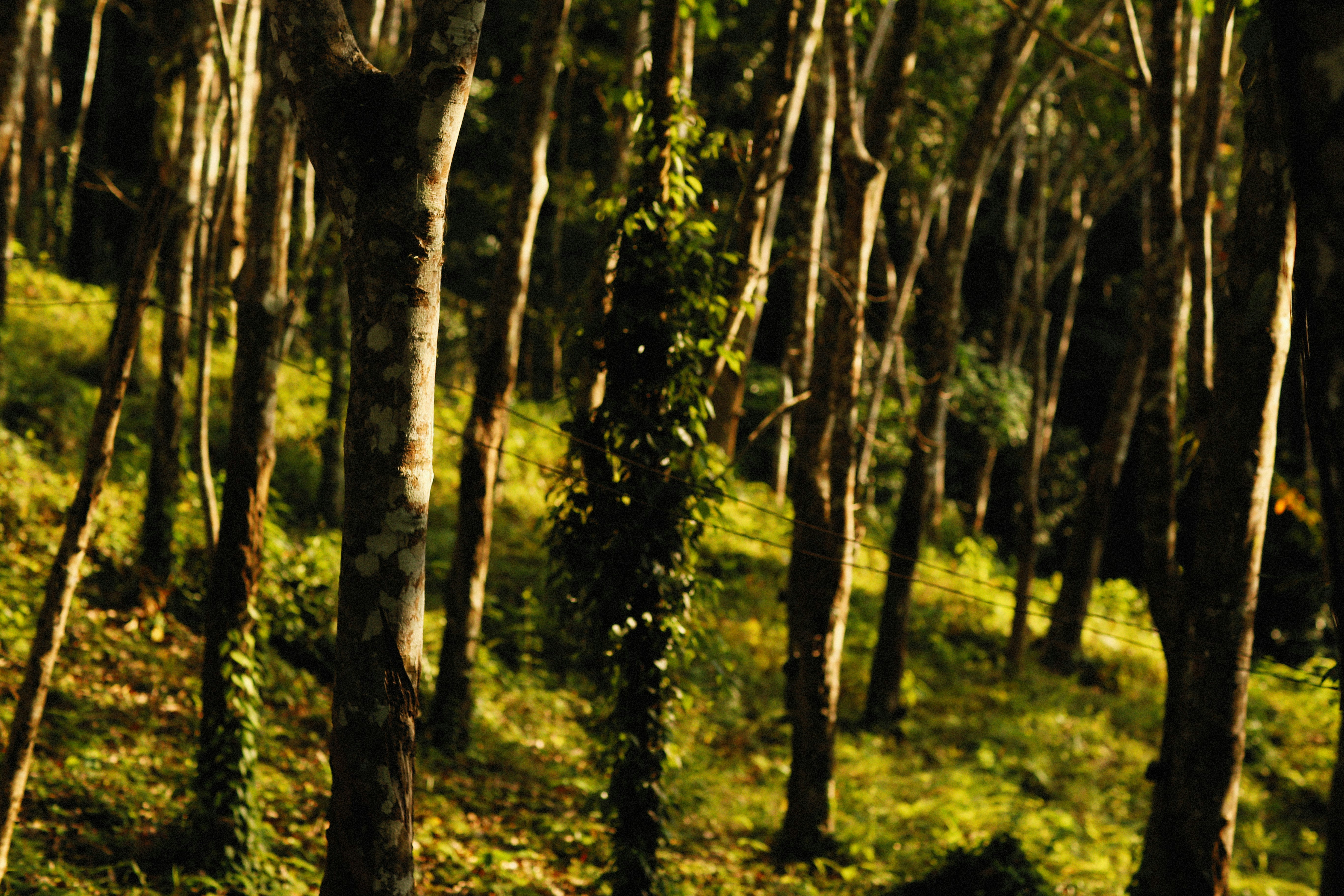 Photo by alexeydemidov