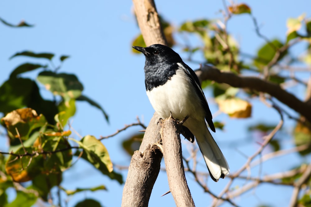 um pássaro preto e branco empoleirado em um galho de árvore