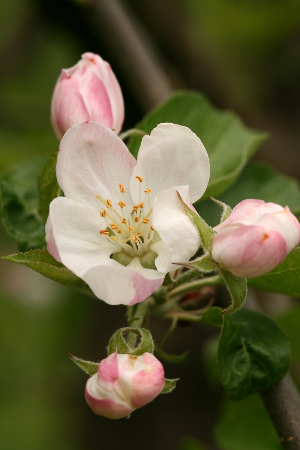 a close up of a flower on a tree branch