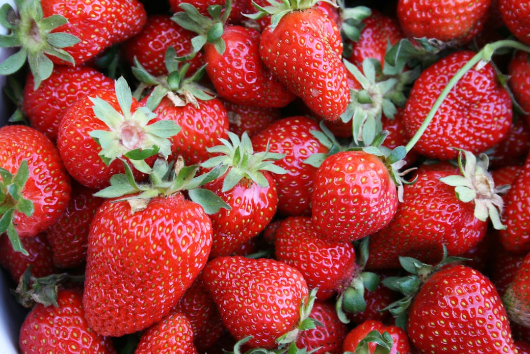 草莓怕下雨嗎？ 內湖農園主人郭金啟談氣候因素影響草莓生長
