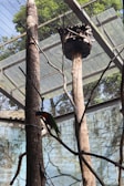 An enclosed aviary with a bird perched on a branch. The structure has a metal mesh roof and several tall tree trunks inside. There's a wooden birdhouse elevated on one of the trunks, and the background shows green foliage visible through the mesh.