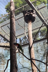 An enclosed aviary with a bird perched on a branch. The structure has a metal mesh roof and several tall tree trunks inside. There's a wooden birdhouse elevated on one of the trunks, and the background shows green foliage visible through the mesh.