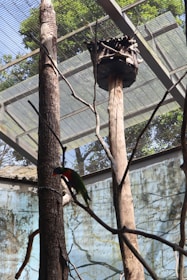 An enclosed aviary with a bird perched on a branch. The structure has a metal mesh roof and several tall tree trunks inside. There's a wooden birdhouse elevated on one of the trunks, and the background shows green foliage visible through the mesh.