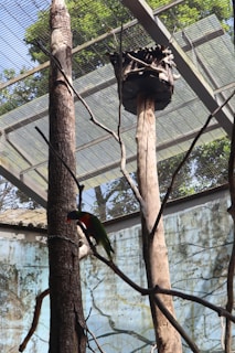 An enclosed aviary with a bird perched on a branch. The structure has a metal mesh roof and several tall tree trunks inside. There's a wooden birdhouse elevated on one of the trunks, and the background shows green foliage visible through the mesh.