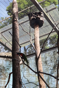 An enclosed aviary with a bird perched on a branch. The structure has a metal mesh roof and several tall tree trunks inside. There's a wooden birdhouse elevated on one of the trunks, and the background shows green foliage visible through the mesh.