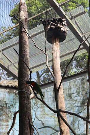 An enclosed aviary with a bird perched on a branch. The structure has a metal mesh roof and several tall tree trunks inside. There's a wooden birdhouse elevated on one of the trunks, and the background shows green foliage visible through the mesh.