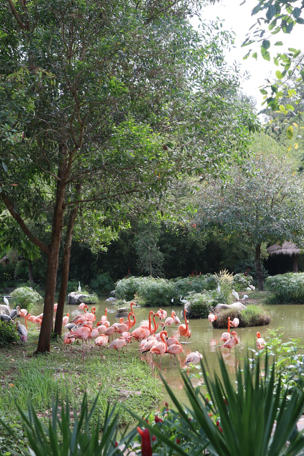 a group of flamingos are standing in the water