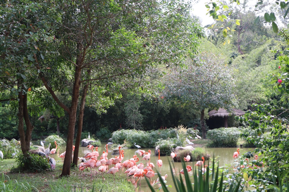 a group of flamingos standing in a pond surrounded by trees
