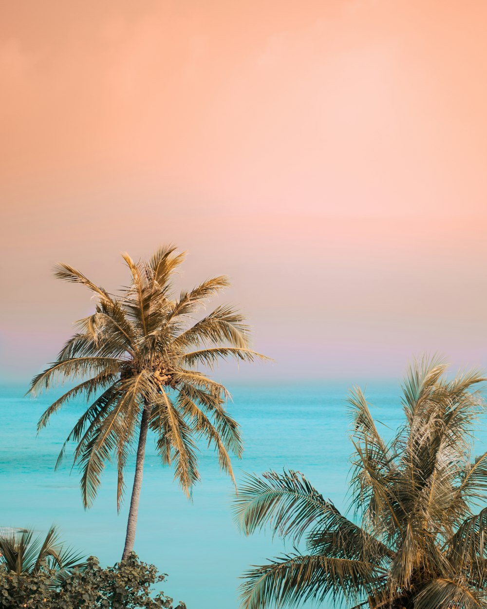 a palm tree in front of a blue ocean