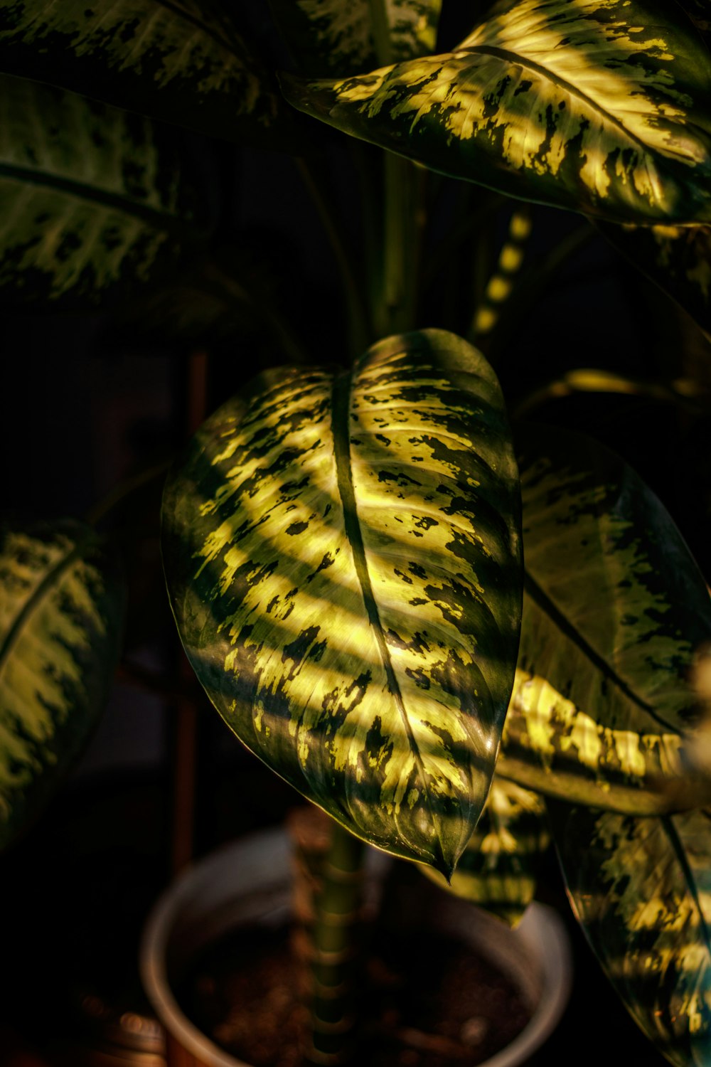 a large green plant in a pot on a table