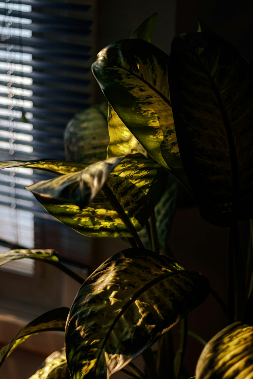 a close up of a plant near a window